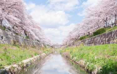 Cherry Blossom Viewing in Nagoya City 2024